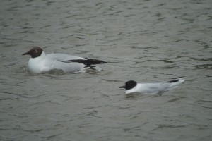 LittleGull2
