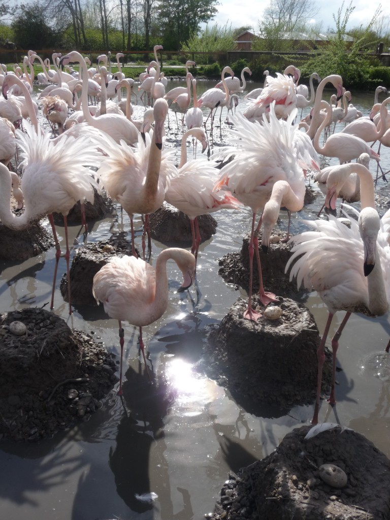 A photo from the old greater enclosure but it illustrates the point nicely. Flamingos stand guarding their eggs, looking to see what their neighbours (and the avics!) are doing. The personality of each flamingo will affect how much time it spends doing this. 