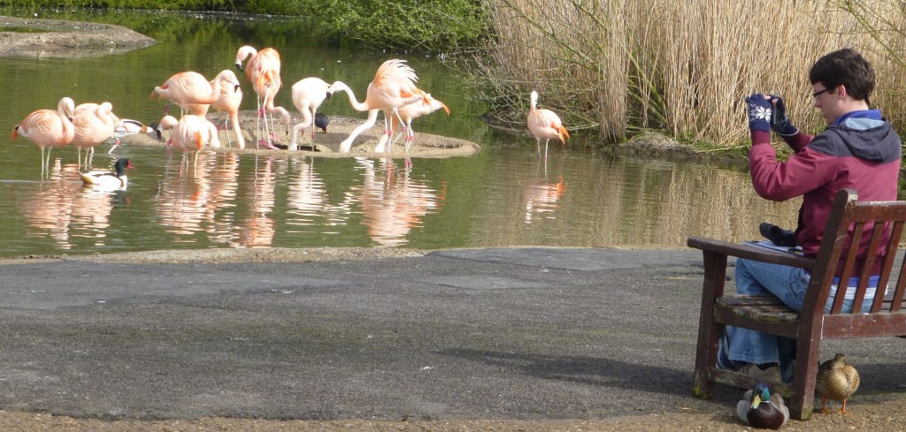 Bad table manners? MSc student Gareth watches the Slimbridge Chilean flamingos argue over dinner. 