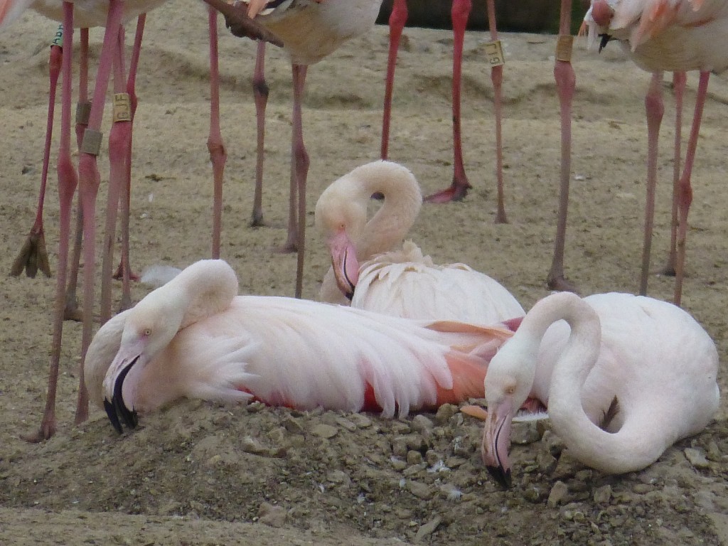 Nest building continues throughout incubation, with birds constantly adding the size and shape of the nest. 