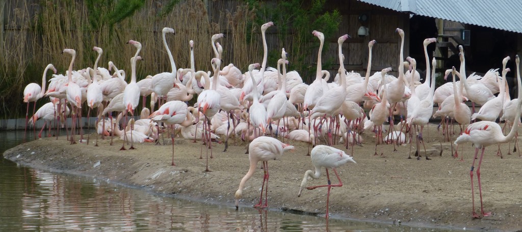 With the mass of nesting birds behind them, several tall male flamingos carry out their breeding dance. It really is the complete flamingo soap opera!