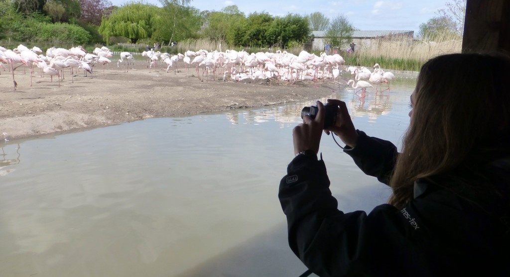 Charlotte has the job of continuing the data collection on the greater flamingo flock, and is building on work that has been carried out in 2013 and 2014. 