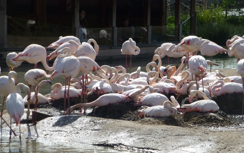 The main breeding area, at the front of the colony.    