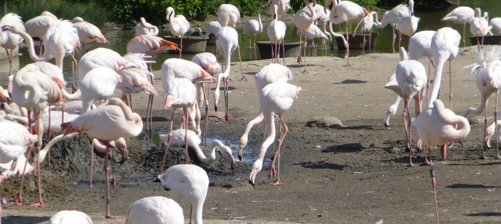 Birds start to expand the nesting area. Using wet mud, the flamingo drags nesting material into a pile that gradually forms into a mound.