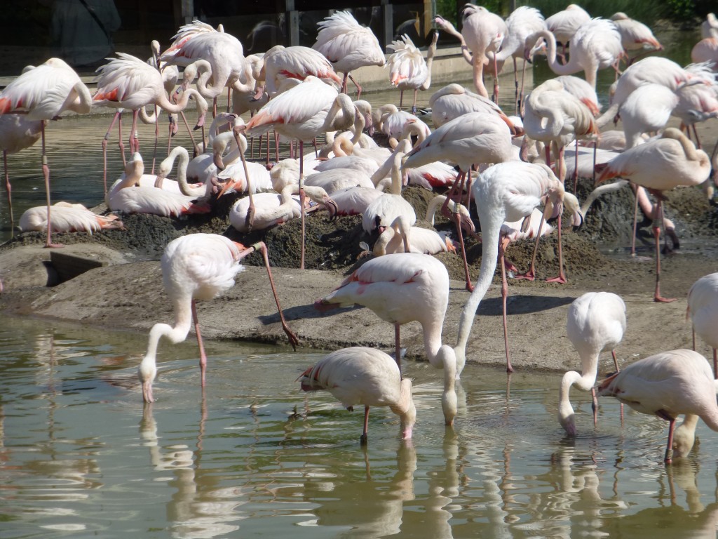 You can get a good view into the middle of the colony from the viewing hide.