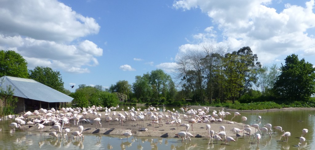 The nesting colony in Flamingo Lagoon as of May 2015. 