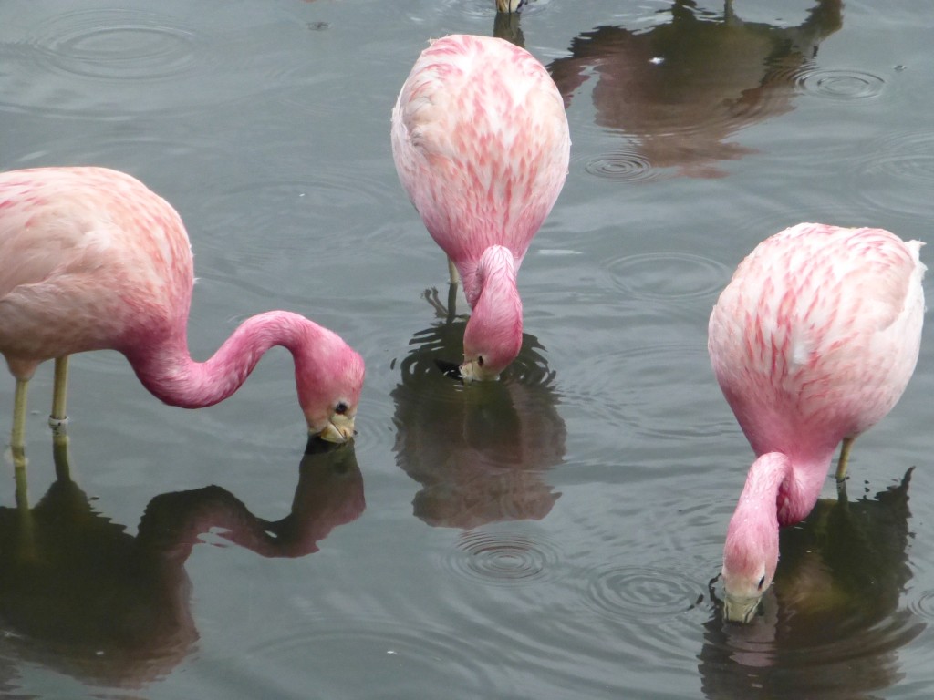 What's going down in the Andean Pen? There's a lot of content flamingos that's for sure. Foraging in trios is a nice social behaviour to look out for that shows off friendships. JAE plus JAC, with JAA or JAZ are one commonly seen trio, as are JBB, JBD and JBF. 