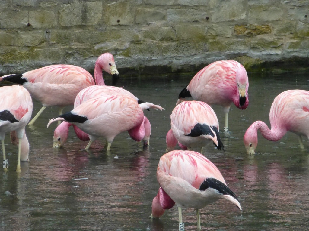 Small groups feeding together is a classic sign of happy flamingos. I have never seen the Andeans filter this intently. There was clearly something good in the water that day!