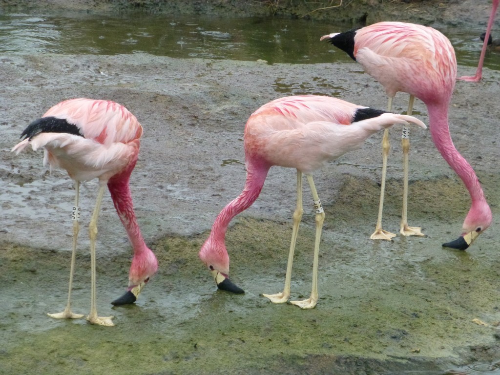 What do the birds get up to in the damp?! It's bags of fun when you're a flamingo... This filtering behaviour is something that shows off how intricate the flamingo's feeding style is.