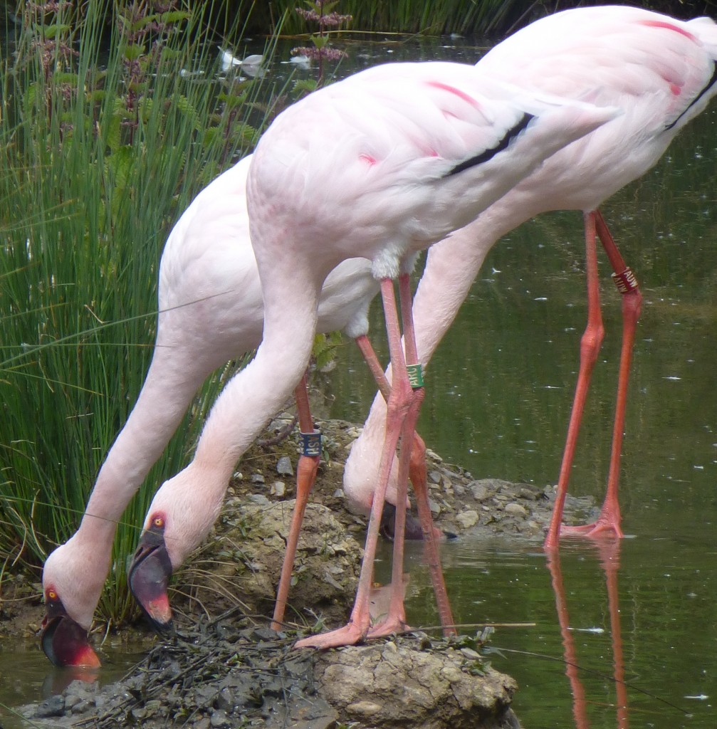 Three of the new lesser flamingos start to modify an old nest to their own standards. 