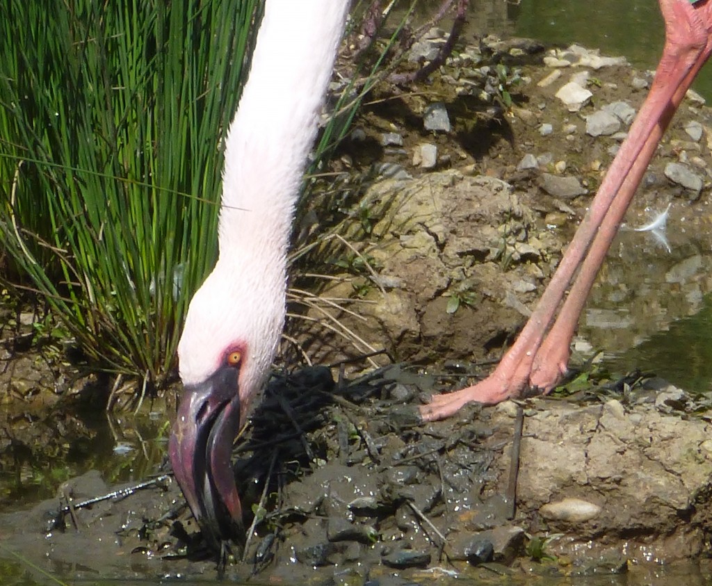 Flamingos drag wet mud towards their nest mound and use their beak to shape it into small pellets that stick together. Gradually the mound will grow in height. 