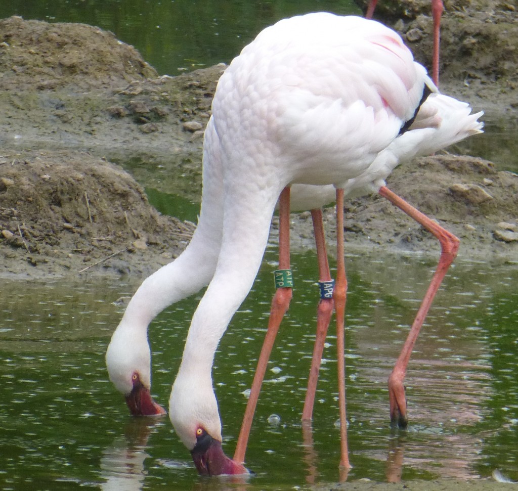 Two of the new arrivals from 2014 hang out together in the Lesser Flamingo Pen. 
