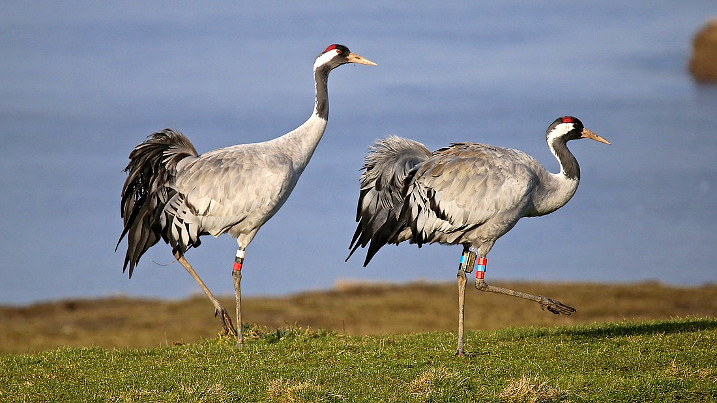 Ruby and Bart at Slimbridge (c) Roy Shilham / WWT (Archive Photo)