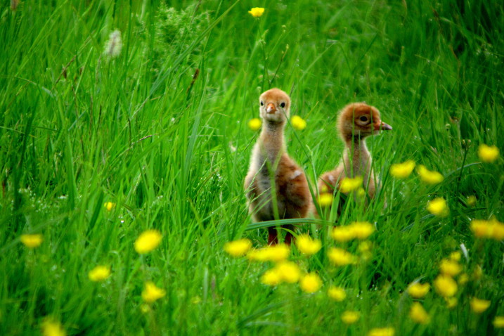 WWT Slimbridge crane chicks (c) JSLees