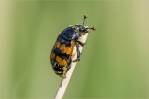 Banded Sexton beetle snapped by regular visitor David Barrett.