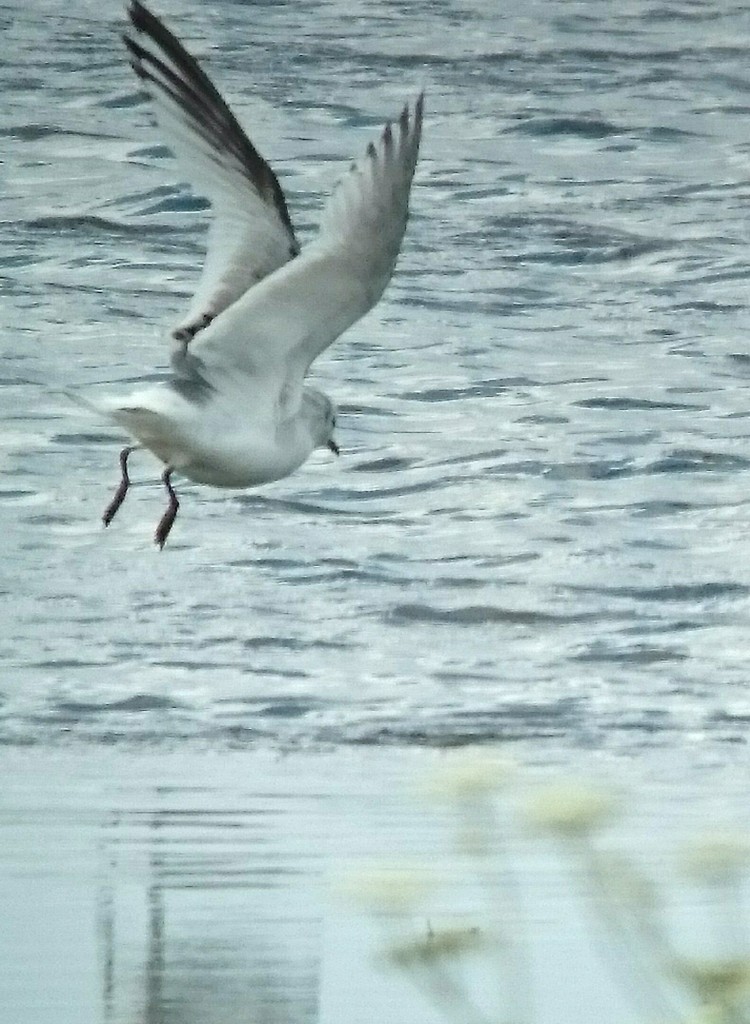 Kittiwake on Vinson's Marsh this morning