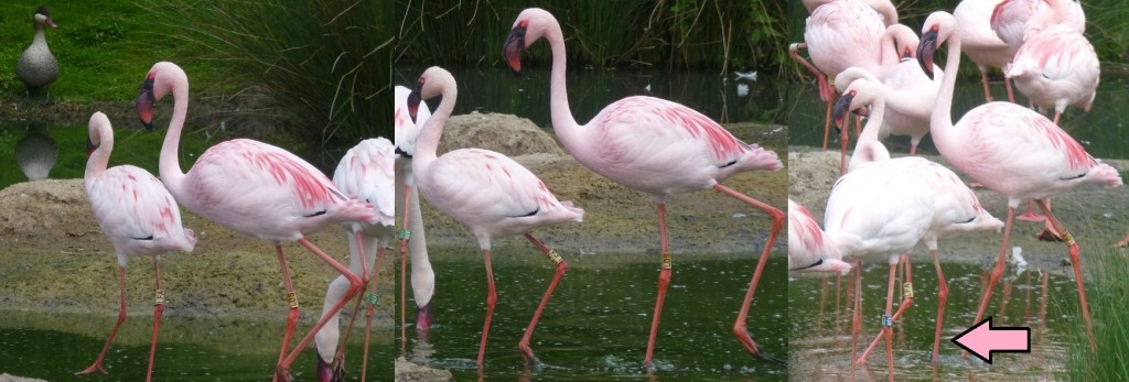 From right to left (follow the pink arrow!); a male lesser flamingo (taller) follows a female (shorter) closely around the pool. He will do this regularly to encourage her to mate. Again, finger crossed!