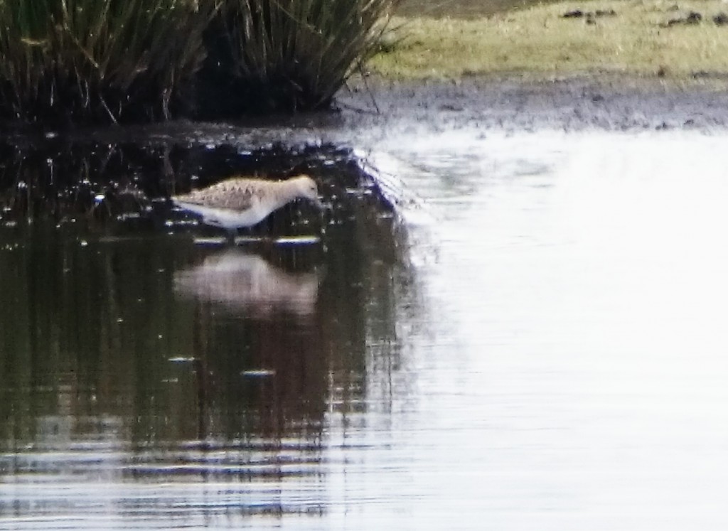 Ruff on Woodend Marsh
