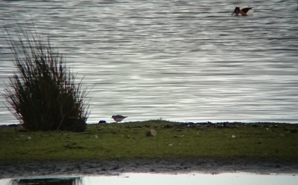 Still here after 10 days, or perhaps a new bird? Temminck's Stint