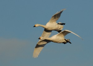 Bewick's swans (c) James Lees WWT