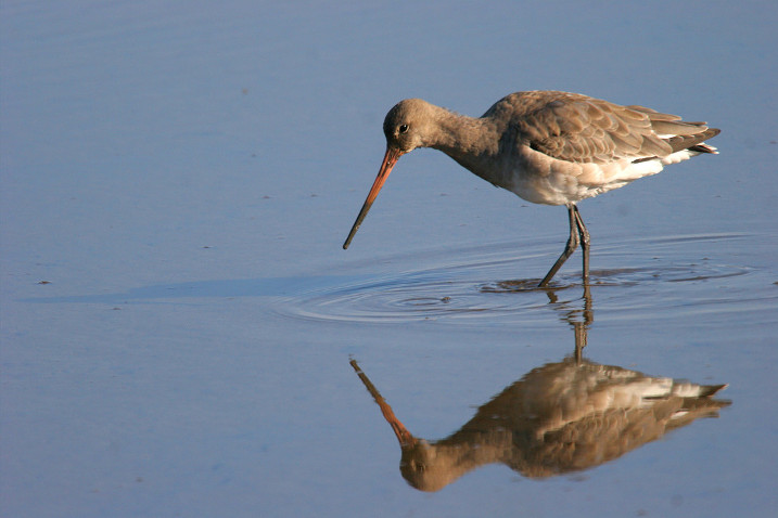 Black-tailed godwit (c) Ray Cottrell