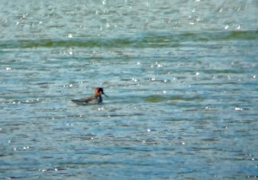 Red-necked Phalarope on Vinson's Marsh