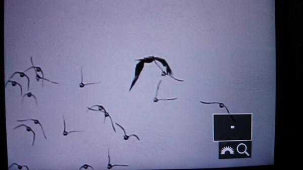 'back of the camera' shot of Red Kite being mobbed by Black-tailed Godwit