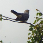 Cuckoo from Zeiss Hide, MJMcGill