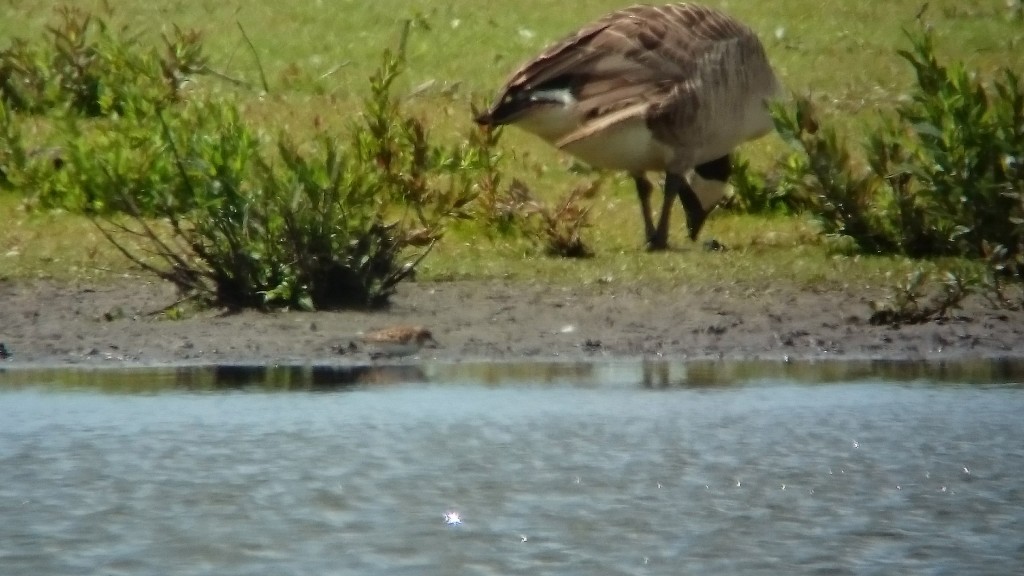 Little Stint in the haze.