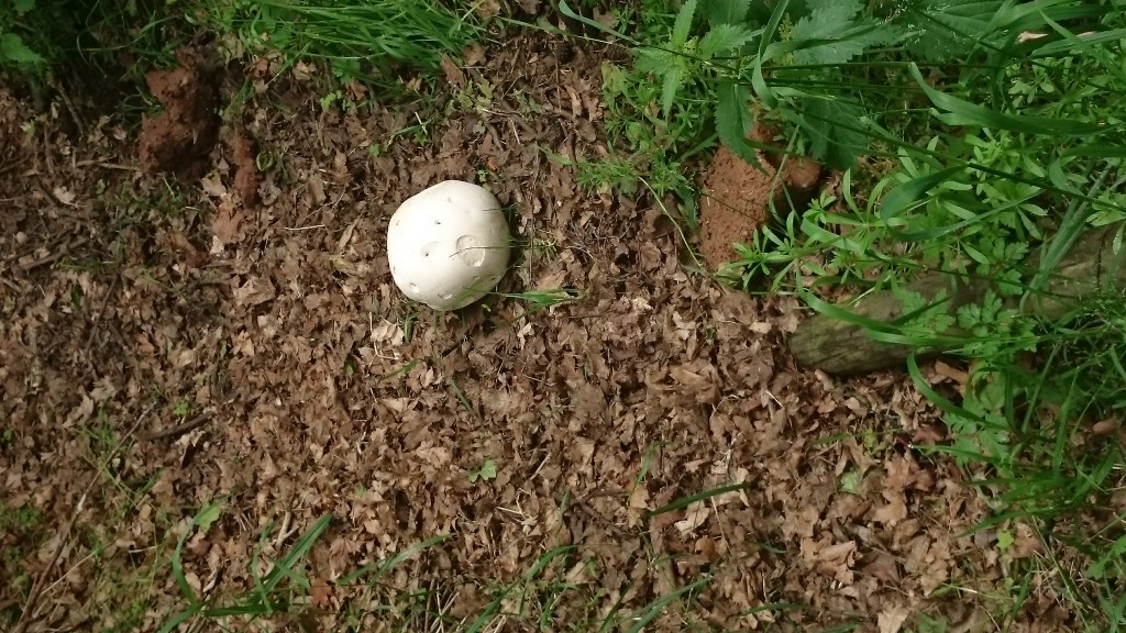 Giant Puffball on the Nature Trail