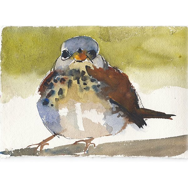 Watercolour fieldfare sketch by Emily Jolley