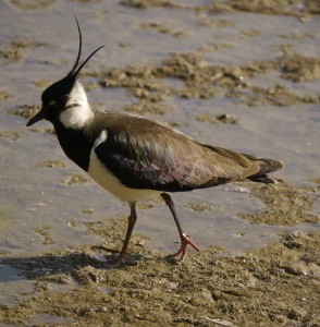 Lapwing, MJMcGill