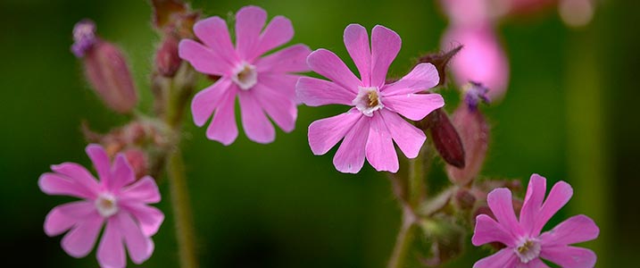 Amazing wildflowers at WWT Martin Mere | WWT