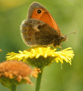 Meadow-Brown-butterfly-copy
