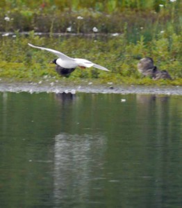 Med Gull