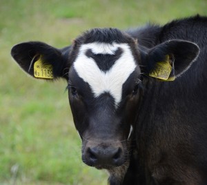 Minnie the calf by Bob Ellis