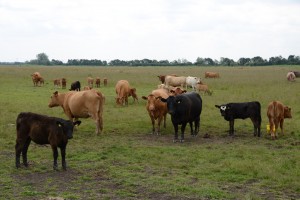 Minnie's herd by Bob Ellis