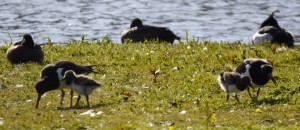 Oystercatcher and chicks, MJMcGill