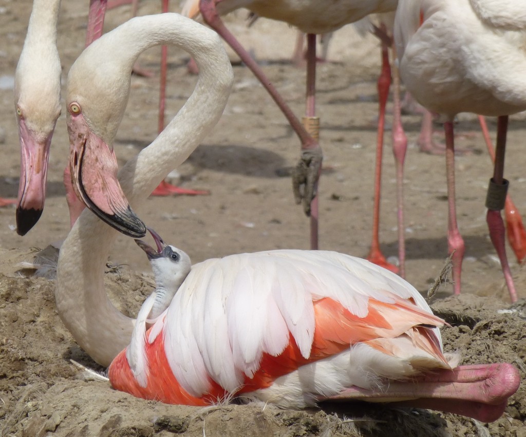 All flamingo species use crop milk to feed their youngsters on. This generally lasts for six months and is rich in fat and protein, allowing the chick to grow big and strong very quickly. 
