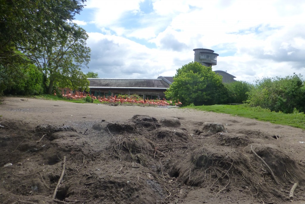 The flamingo's view of the Visitor Centre from their nesting site in the Caribbean Pen.