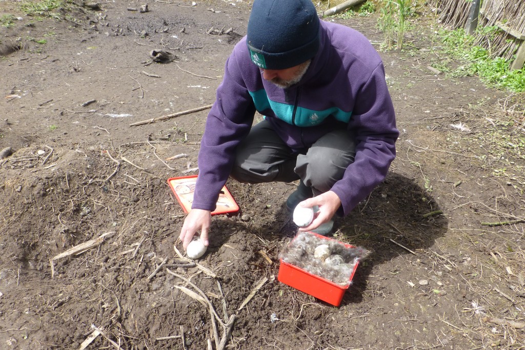 Flamingo Expert Phil collects the first egg of the season and places it into a tub of soft fluffy down to keep it safe and warm as it goes to Phoebe in the Duckery.