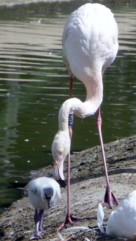 Don't get too close to the water! When still grey and fluffy and covered in down, chicks are not that waterproof, so a guiding beak from mum or dad keeps them on dry land.