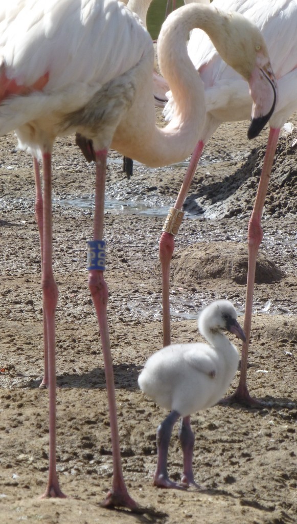 Greater flamingo chick