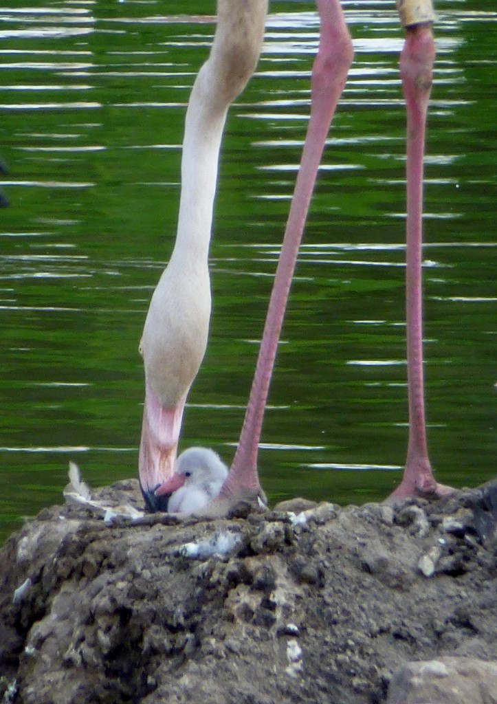 New greater flamingo chick