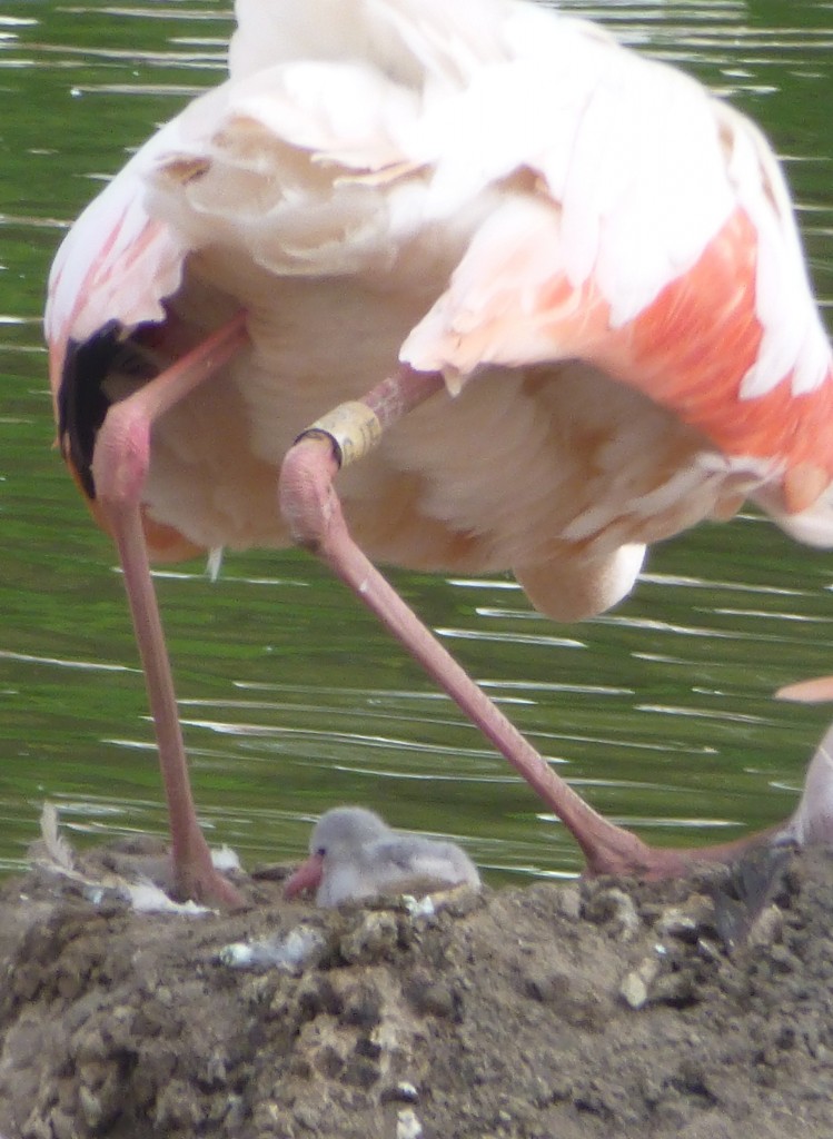 Greater flamingo incubating