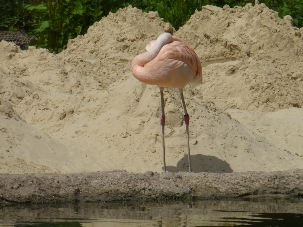 Dwarfed by a sand dune?! Piles of sand wait to be shifted into more manageable mounds for the flamingo's engineering skills to use. 