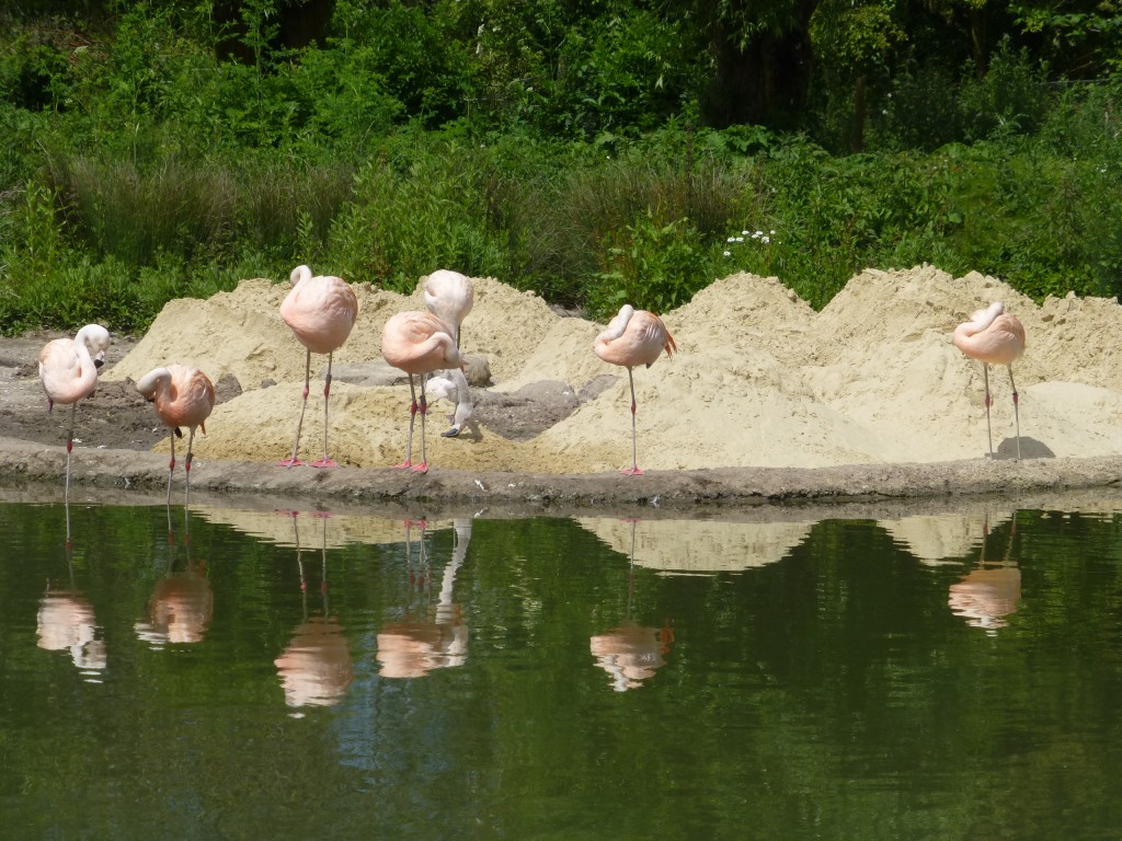 Loads of brand new, clean sand are good for adult birds to build study nests with, as well as keeping chicks clean and dry, and allowing for healthy growth and development. The flamingos in all breeding groups have really taken to using sand for their nests over the past few years. 