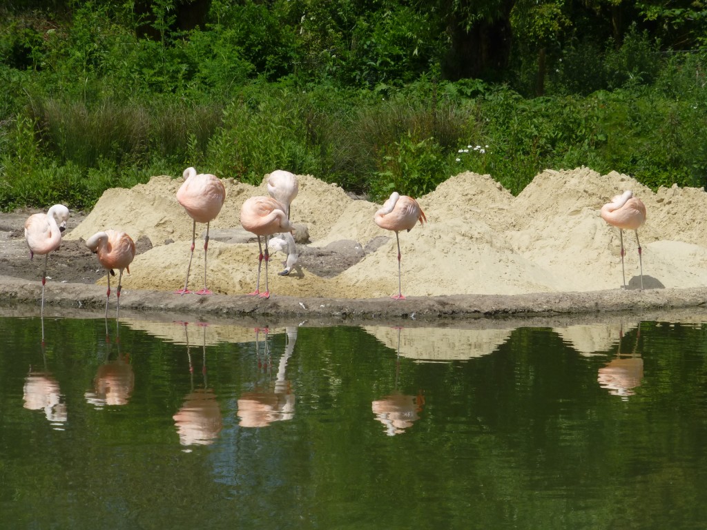 End Of June Flamingo Update Wwt