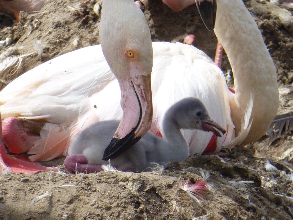 And what is going on here? Why the dirty beak? Flamingo chicks consume their egg shell as a source of calcium. They also will eat the soil of their nest mound to get important minerals into their new bodies too. This only happens in new arrivals that are still on the nest, but it is an instinctive behaviour and doesn't need any help from the parents. 
