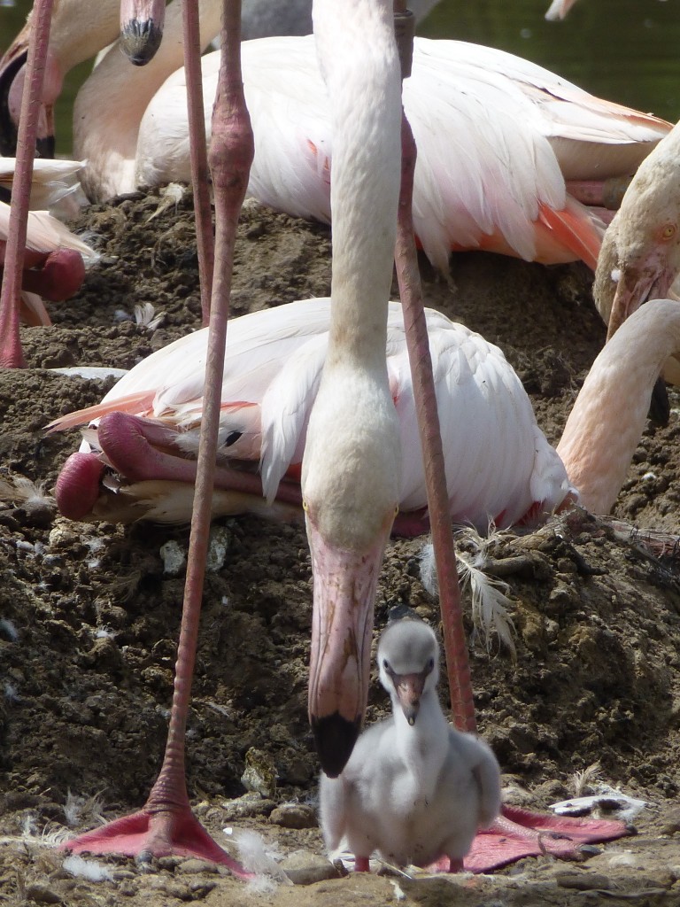 How does an adult know when to feed a chick? Well, the chick has to have an upright posture and beg to the adult. There's a running joke at WWT that all flamingo chicks say "Eric, Eric, Eric!" when they are begging. So listen out for this as they are quite loud. The parent bird then pumps the base of its beak and stimulates the production of crop milk which it then dribbles into the chick's beak. Well that's the plan anyways. Sometimes chicks are too fidgety, as in this case!   